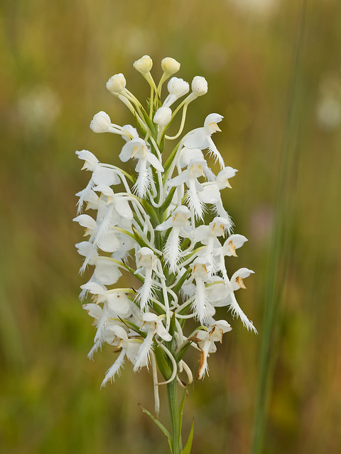 Platanthera conspicua (Southern White Fringed orchid)