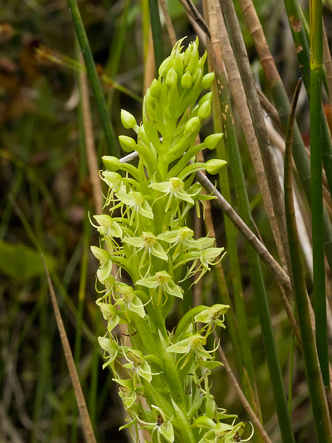 Habenaria repens (Water-spider orchid)