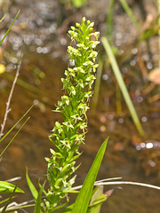 Habenaria repens (Water-spider orchid)