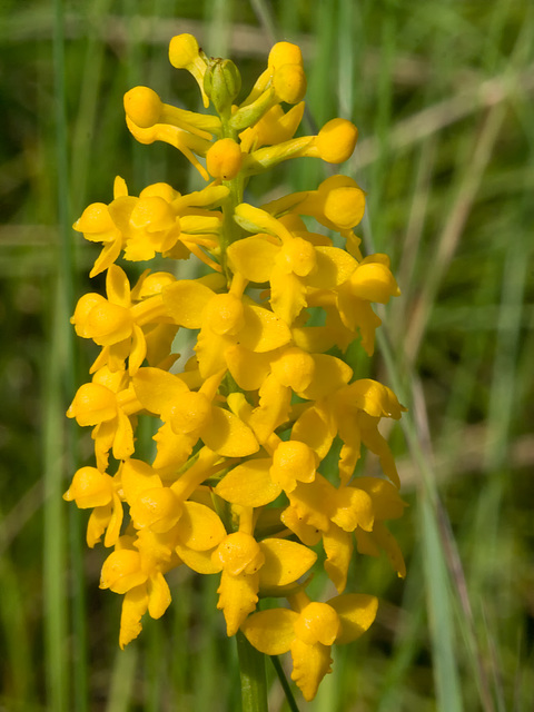 Gymnadeniopsis integra (Yellow fringless orchid)