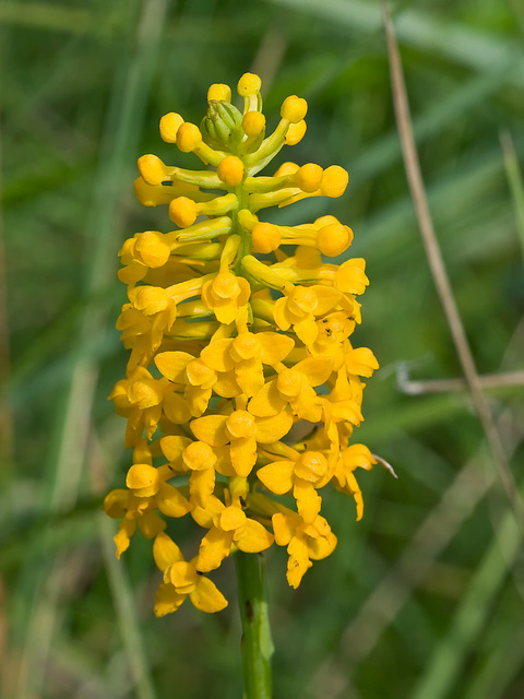 Gymnadeniopsis integra (Yellow fringless orchid)