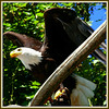 Aigle Pyguargue