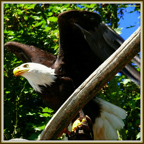 Aigle Pyguargue