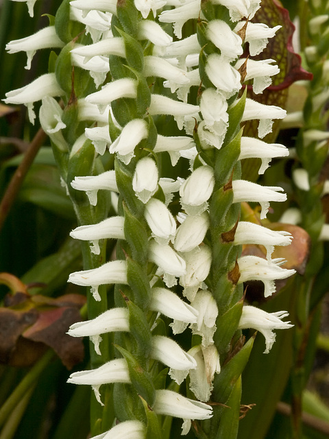 Spiranthes odorata (Fragrant Ladies'-tresses orchid)