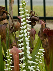 Spiranthes odorata (Fragrant Ladies'-tresses orchid)