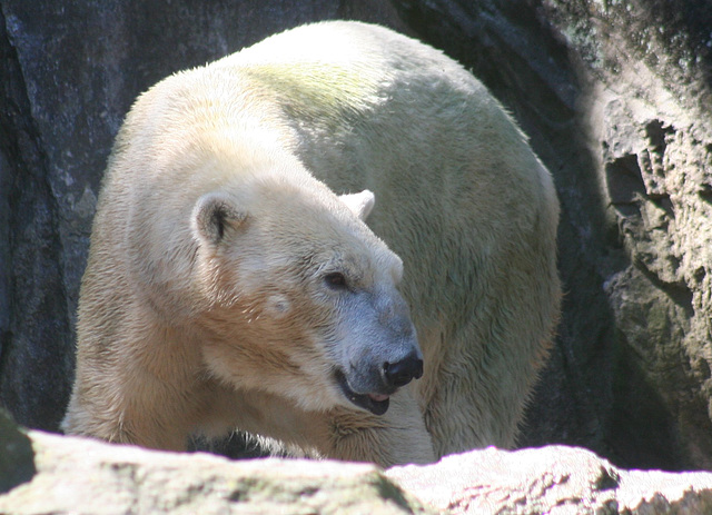 Polar Bear