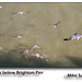 gulls below Brighton Pier by Mike Sutters
