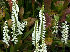 Spiranthes odorata (Fragrant Ladies'-tresses orchid)