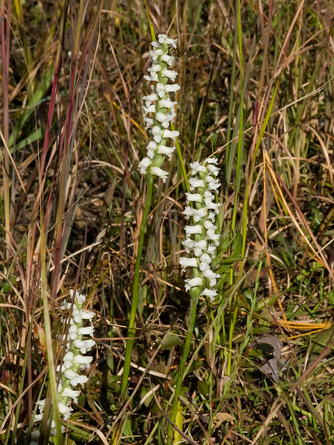 Spiranthes odorata (Fragrant ladies'-tresses orchid)