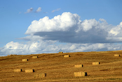 Eastern Washington Haying Time