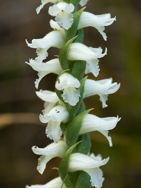 Spiranthes odorata (Fragrant ladies'-tresses orchid)