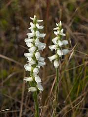 Spiranthes odorata (Fragrant ladies'-tresses orchid)