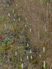 Spiranthes odorata (Fragrant ladies'-tresses orchid)