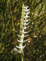 Spiranthes longilabris (Long-lipped ladies'-tresses orchid) Spiranthes longilabris (Long-lipped ladies'-tresses orchid)