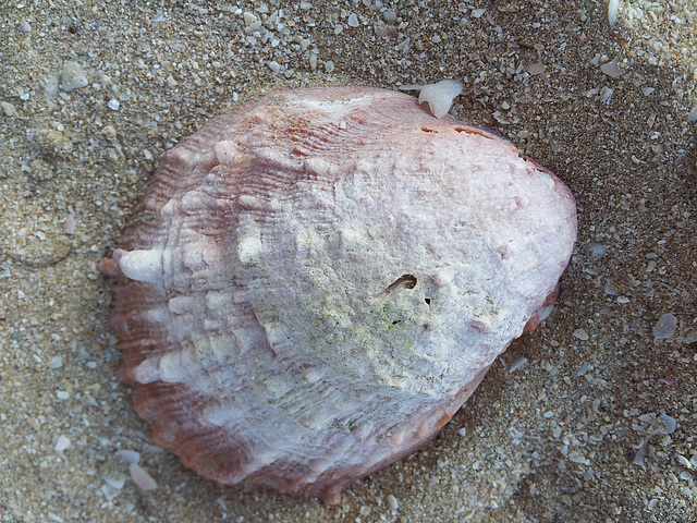shells are beautiful