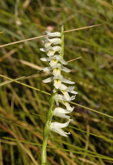 Spiranthes longilabris (Long-lipped ladies'-tresses orchid)