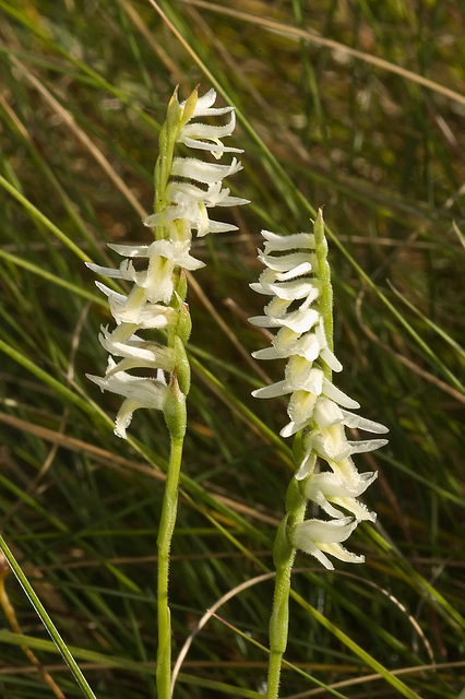 Spiranthes longilabris (Long-lipped ladies'-tresses orchid)