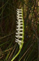 Spiranthes longilabris (Long-lipped ladies'-tresses orchid)