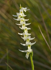 Spiranthes longilabris (Long-lipped ladies'-tresses orchid)