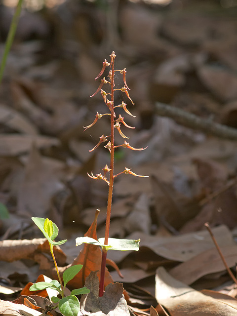 Southern Twayblade Orchid (Neottia bifolia)