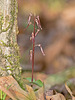 Southern Twayblade Orchid (Neottia bifolia)