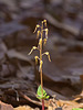 Southern Twayblade Orchid (Neottia bifolia)