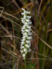 Spiranthes odorata (Fragrant ladies'-tresses orchid)