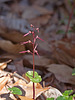 Southern Twayblade Orchid (Neottia bifolia)