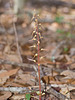 Southern Twayblade Orchid (Neottia bifolia)