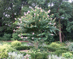 Tree in the Formal Garden at the Nassau County Museum of Art, September 2009