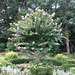 Tree in the Formal Garden at the Nassau County Museum of Art, September 2009