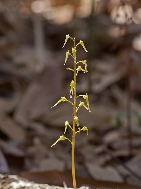 Southern Twayblade Orchid (Neottia bifolia)