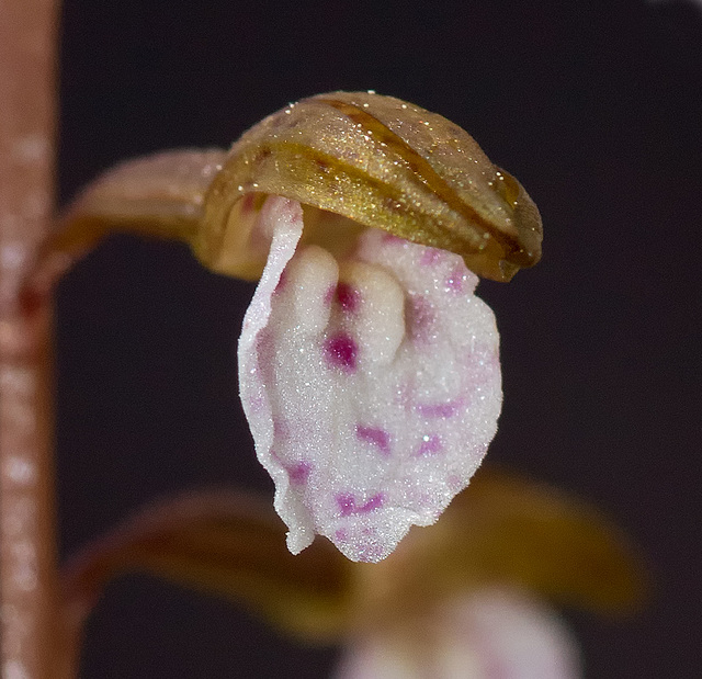 Spring Coralroot Orchid (Corallorhiza wisteriana)