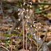 Spring Coralroot Orchid (Corallorhiza wisteriana)