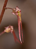 Southern Twayblade Orchid (Neottia bifolia)