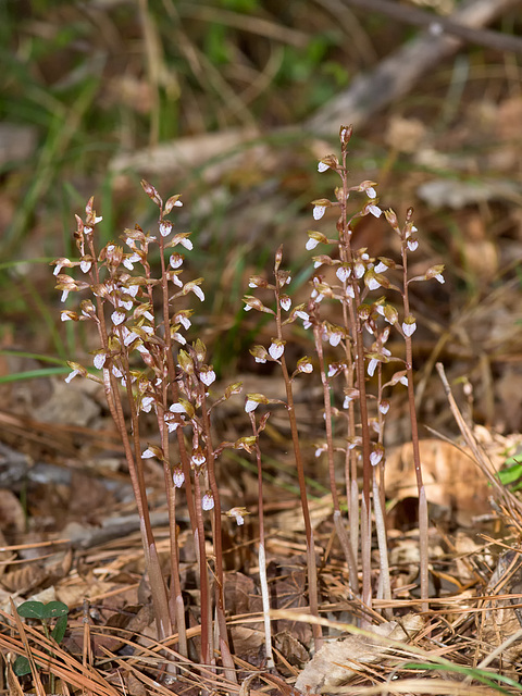 Spring Coralroot Orchid (Corallorhiza wisteriana)