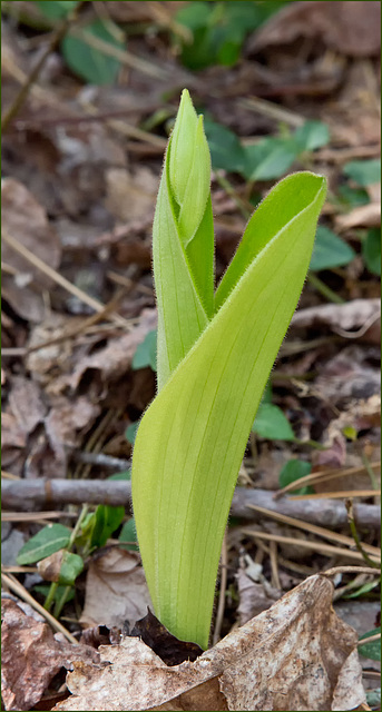 Cypripedium acaule (Pink Lady's-slipper Orchid) in bud