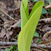 Cypripedium acaule (Pink Lady's-slipper Orchid) in bud