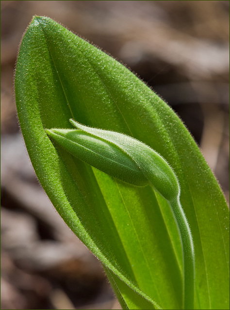 Cypripedium acaule (Pink Lady's-slipper Orchid) in bud