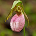 Cypripedium acaule (Pink Lady's-slipper Orchid)