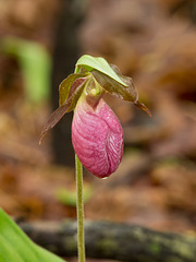 Cypripedium acaule (Pink Lady's-slipper Orchid)