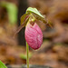 Cypripedium acaule (Pink Lady's-slipper Orchid)