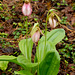 Cypripedium acaule (Pink Lady's-slipper Orchid)