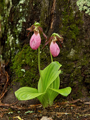 Cypripedium acaule (Pink Lady's-slipper Orchid)