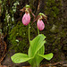 Cypripedium acaule (Pink Lady's-slipper Orchid)