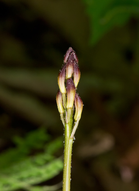 Aplectrum hyemale (Putty-root Orchid)