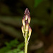 Aplectrum hyemale (Putty-root Orchid)