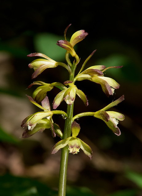 Aplectrum hyemale (Putty-root Orchid)