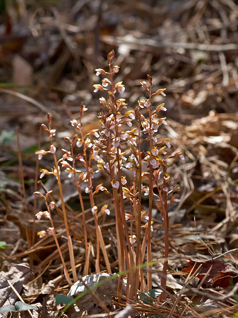 Spring Coralroot Orchid (Corallorhiza wisteriana)