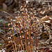 Spring Coralroot Orchid (Corallorhiza wisteriana)